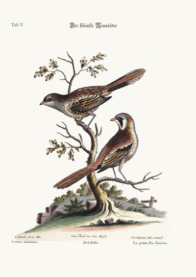 The Least Butcher-Bird by George Edwards